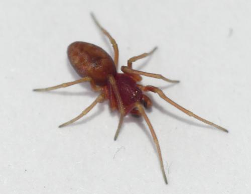 Nigma flavescens